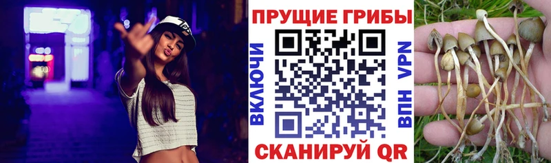 shop формула  Куса  Галлюциногенные грибы Psilocybine cubensis 